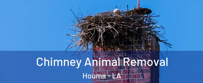  Chimney Animal Removal Houma - LA