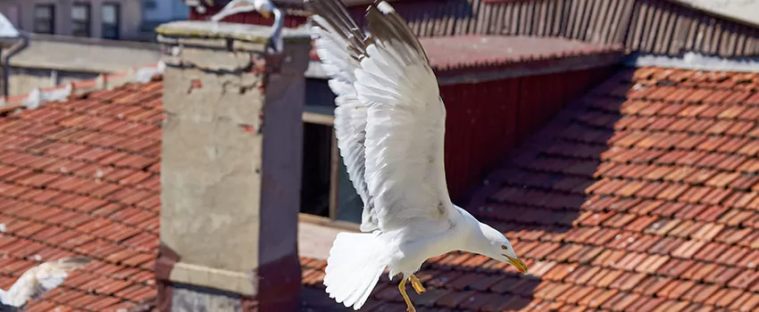 Residential Chimney Animal Removal Solution in Houma, LA