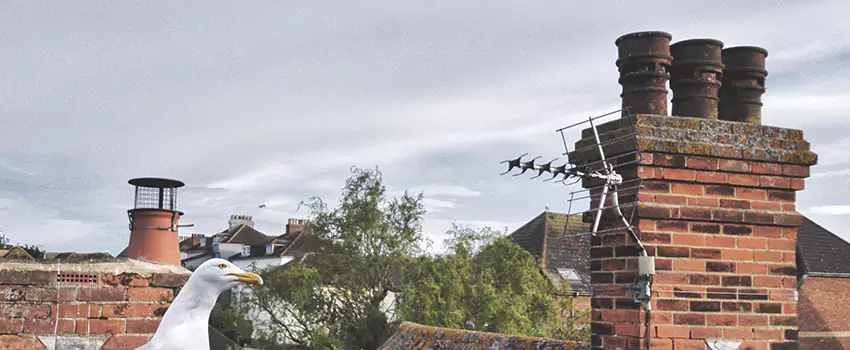 Chimney Cleaning And Restoration in Houma, Louisiana